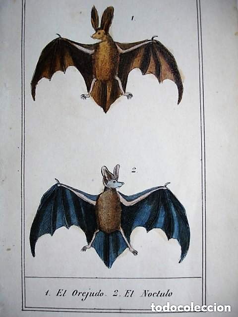 Murciélago vampiro